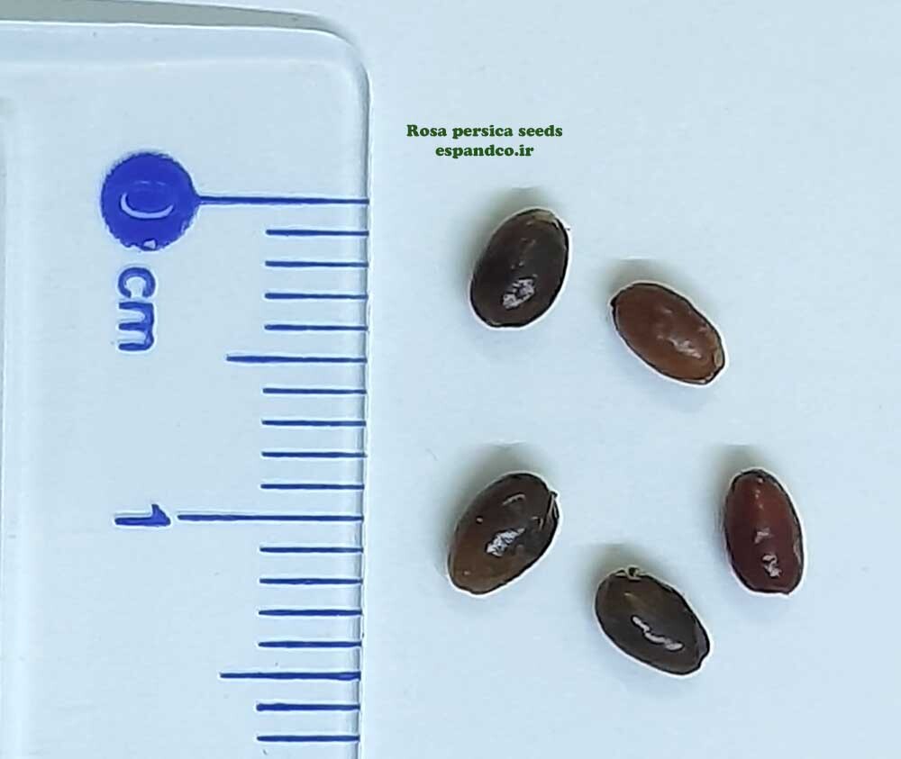  Rosa persica seeds 